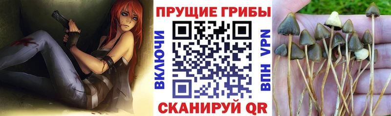 Галлюциногенные грибы мицелий  Купить  Томилино 